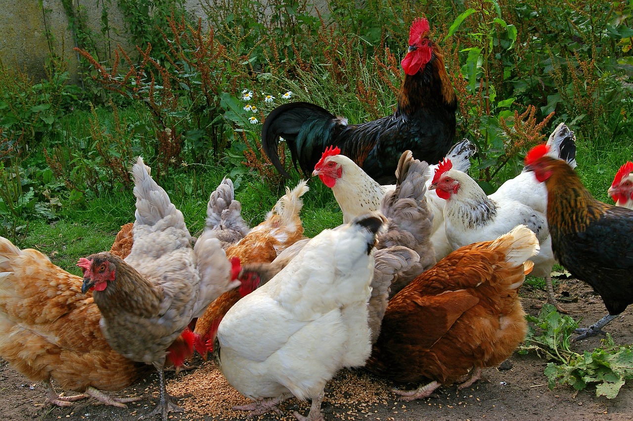 Preparación del Pollo