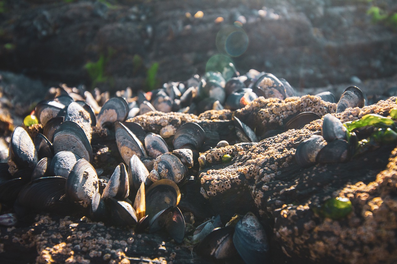 Burger aux fruits de mer : Rencontrez les saveurs de l'océan