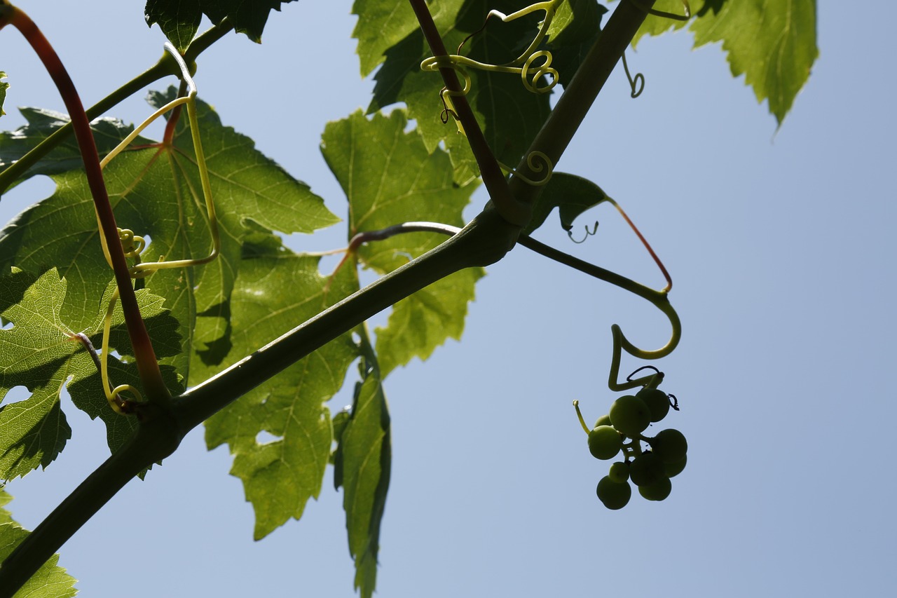 Cozinha Riojana: Vinhos e Sabores da Renomada Região Vinícola de La Rioja