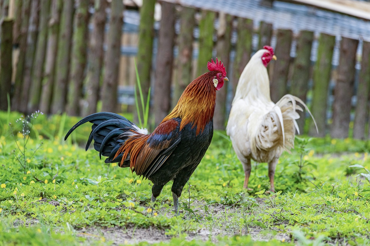 Préparation des ailes de poulet