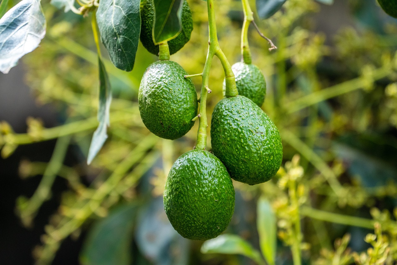 Guacamole y salsa: Los complementos perfectos para los tacos