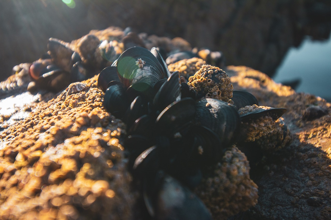 Hambúrguer de frutos do mar: Conheça os sabores do oceano