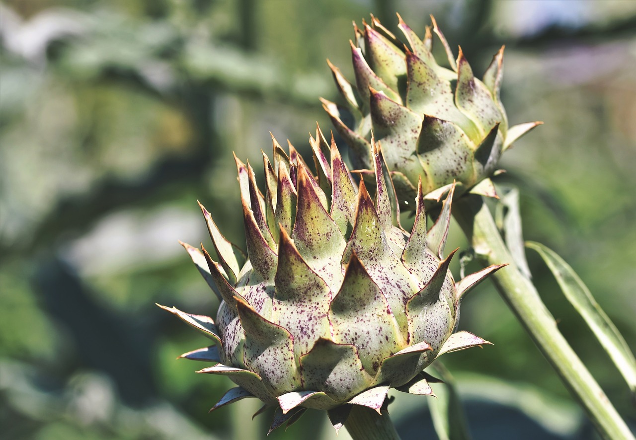 Health Benefits of Artichokes