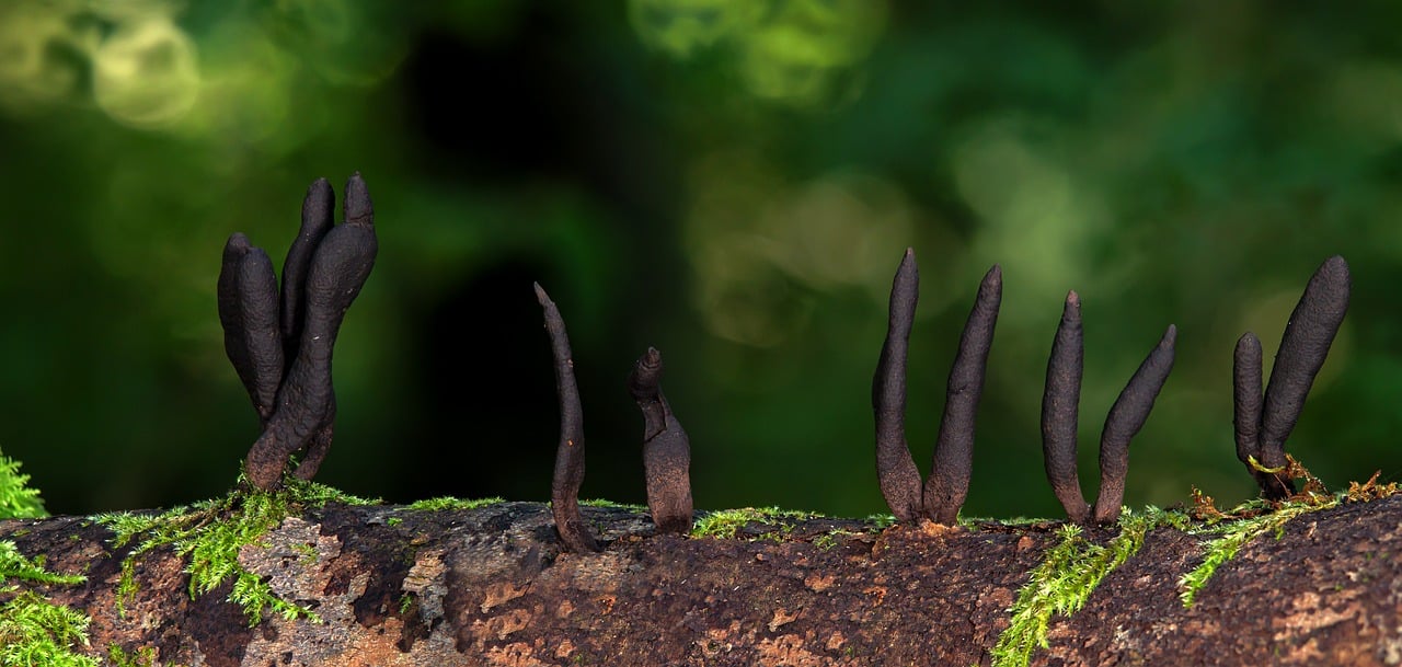 Raviolis aux Champignons Sauvages : Un Délice de la Forêt