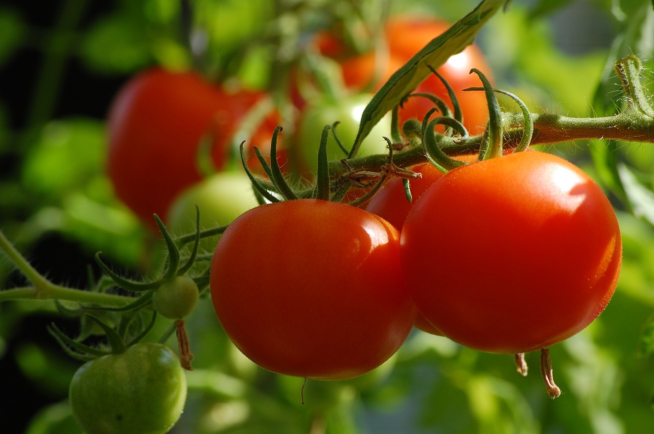 Préparation de la Sauce Tomate