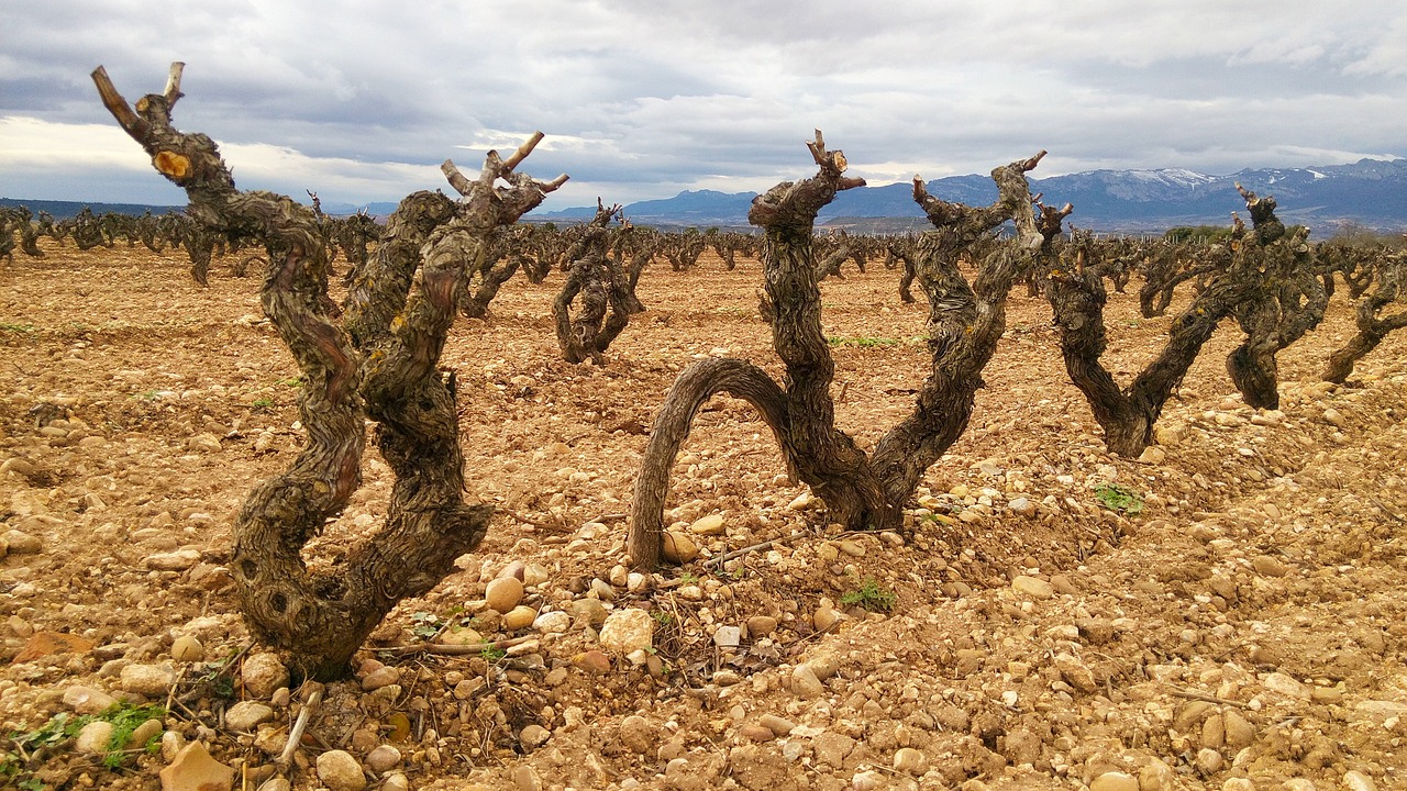 Experiências Gastronômicas em La Rioja