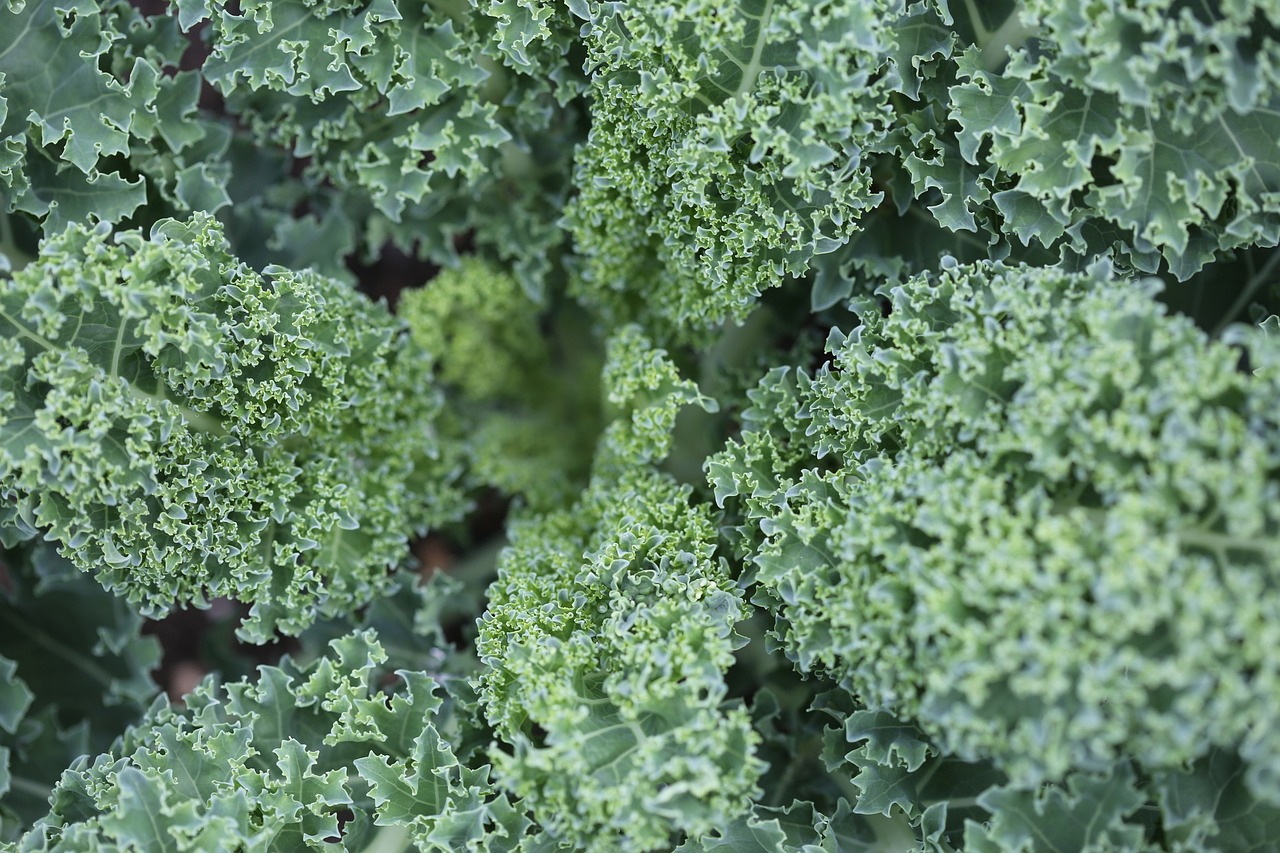 Kale and Avocado Salad: Superfood Powerhouse