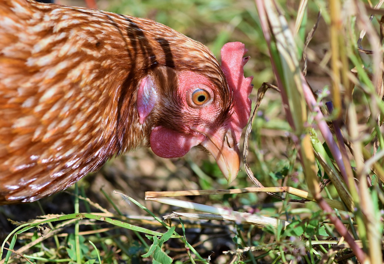 Recette de Poulet Grillé